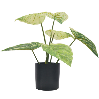 Popular High Quality Green For Garden Philodendron Birkin