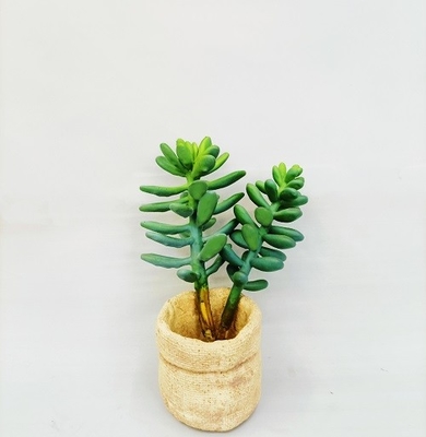 OEM Green Artificial Succulent Plant Lovely Office Desk Decoration
