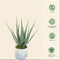 Customizable Landscape 23CM Artificial Potted Floor Plants Green Aloe Garden Decoration