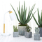 25cm High Plastic Artificial Aloe For Dining Room Holiday Decor