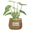 Real Touch High Quality Artificial Plant Wholesale Lowest Factory Price Plastic Philodendron Birkin