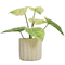 Popular High Quality Green For Garden Philodendron Birkin