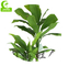 Cornstalk Cracaena High Quality Artificial Dracaena With Real Touch Leaves For Hot Sale