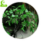 Artificial Plastic Ficus Tree Special Artificial Potted Floor Plants For Indoor Decoration