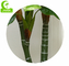Indoor Decorative 180cm Artificial Diffenbachia Plant Big Green Leaves For Space Landscaping