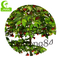Simulated 160cm Cherry Artificial Landscape Trees Wind Resistance