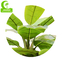 Customized Banana Artificial Landscape Trees For Relax