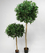 Height 160cm Artificial Potted Floor Plants Plastic Laurel Tree
