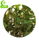 Customized 180cm fake Natural Foliage Variegated Croton Plant