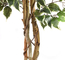 175cm Natural Trunk Artificial Variegated Ficus Tree