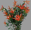 Height 200cm Plastic Photinia Artificial Landscape Trees For Office Decoration