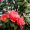Party Real Touch Artificial Plants 120cm Height Camellia Tree