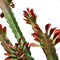Custom Cactus Ornaments Bonsai Artificial Succulent Plant