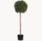 Eco Friendly Artificial Potted Floor Plants Boxwood Single Trunk