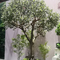 Custom Fiberglass Olive Artificial Landscape Trees Garden Decoration