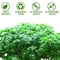 Anti UV Outdoor Artificial Landscape Trees Pittosporum For Hotel Decoration