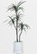 Wholesale Indoor Evergreen Dragon Blood Trees Artificial Outdoor Decoration