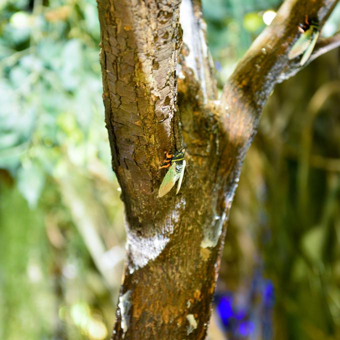 Large Ficus Foliage Artificial Landscape Trees With Lush Green Leaves