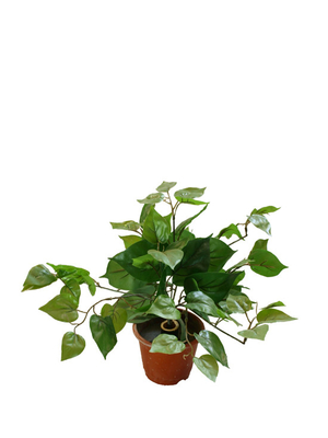 20 Inches High Artificial Plastic Dieffenbachia For Table Office Decoration