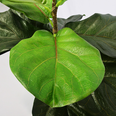 Harmless Artificial Ficus Lyrata 65cm Indoor Potted Plant For Garden Decor