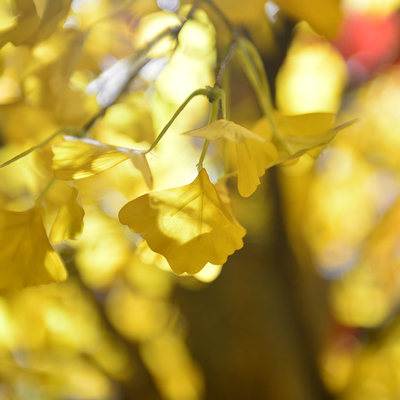 Shopping Mall Artificial Ginkgo Tree Autumn Yellow Looking Real Natural Floor Tree