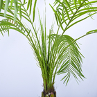 190cm Artificial Plants Phoenix Palm Tree Evergreen Indoor Palm Tree Rainstorm Style Palm Tree