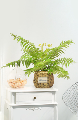 Mini Artificial Fern Plants For Architectural Landscaping