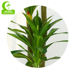Anti UV 1.7m Synthetic Plants For Indoors , Tall Artificial Grass Easy To Care