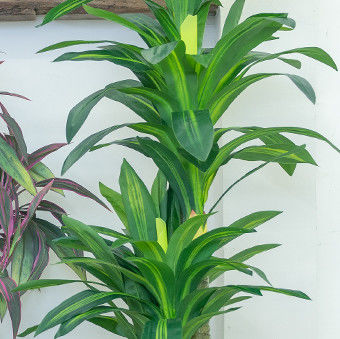 Stunning 170cm Real Touch Dracaena Bonsai Plant For Landscaping