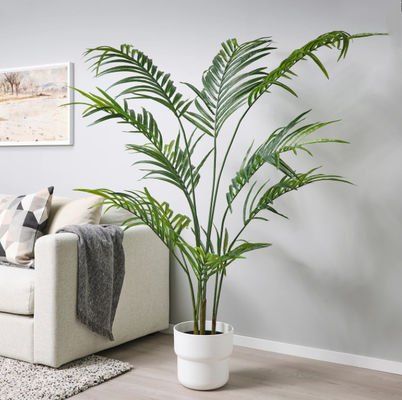 Height 220cm Green Artificial Plant For Indoor Decoration Kentia Palm Tree