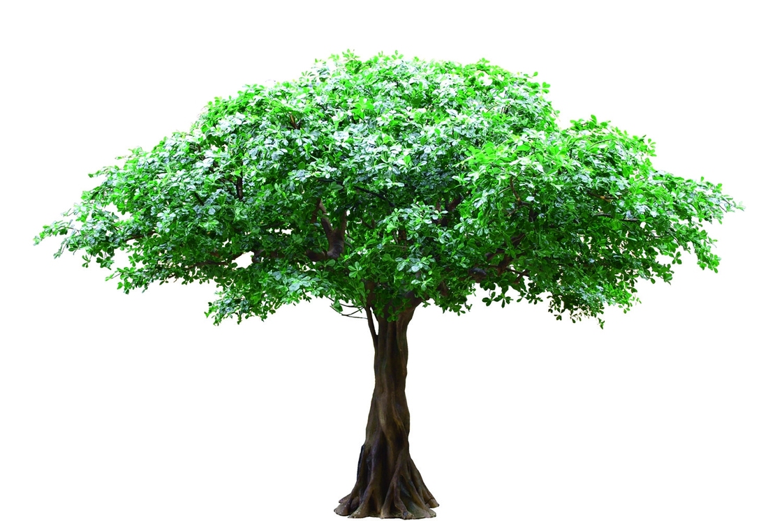 Anti UV Outdoor Artificial Landscape Trees Pittosporum For Hotel Decoration