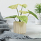 Bedroom Artificial Potted Floor Plants Plastic Philodendron Birkin