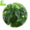 All Season 160cm Height Braided Artificial Money Tree Plant Indoor