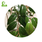 Real Touch 130cm High Artificial Ficus Tree , Lifelike Artificial Palm Trees Durable