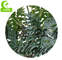 All Season 270cm Artificial Dracaena Plant , Dracaena Silk Plant For Landscaping