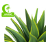Anti UV Artificial Succulent Plant Landscaping Tropical Fiber Agave