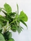 OEM Green Artificial Hydrangea Tree Home Office Garden Decor