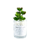 Nordic Ins Green Artificial Succulent Plant Plastic Fleshy Small Potted Decorate