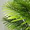 Green Potted Indoor Travelers Palm Corner Landscape Leisure Place Ornaments