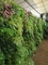 Lifelike Vertical Greening Customized Hanging Plant Green Wall For Decor