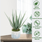 Plastic Artificial Aloe Vera For Indoor Decoration Fake Plants