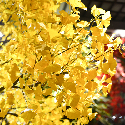 Shopping Mall Artificial Ginkgo Tree Autumn Yellow Looking Real Natural Floor Tree