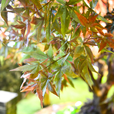 3m Artificial Maple Tree Real Looking No Color Fading Vibe Autumn Themed Plant