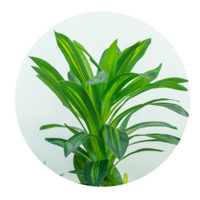 Stunning 170cm Real Touch Dracaena Bonsai Plant For Landscaping