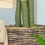 Stunning 170cm Real Touch Dracaena Bonsai Plant For Landscaping