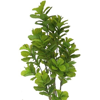 Anti UV Artificial Potted Floor Plants High Simulation Perennial Fiddle Tree
