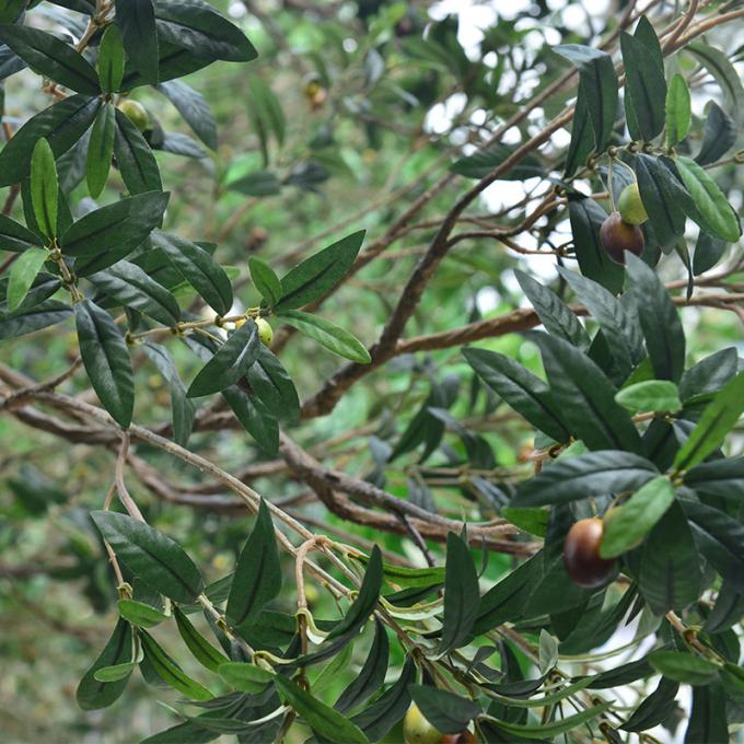 Factory Priced Large Artificial Olive Tree Huge Ornamental Fiberglass Tree for Indoor Restaurants and Shopping Malls Decor 1