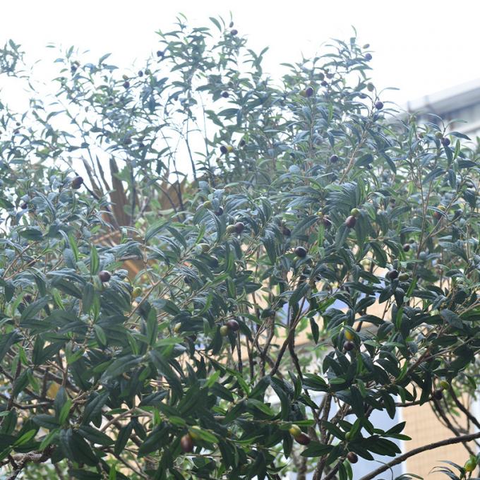 Factory Priced Large Artificial Olive Tree Huge Ornamental Fiberglass Tree for Indoor Restaurants and Shopping Malls Decor 5