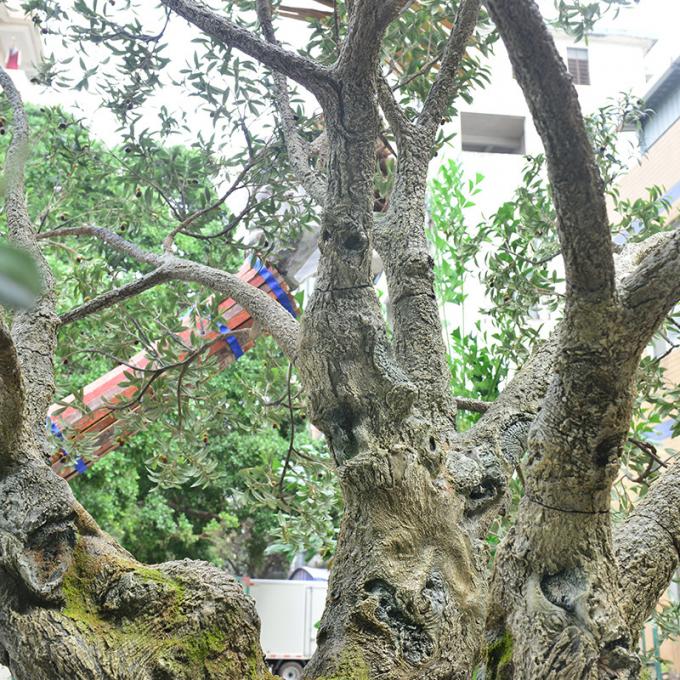 Factory Priced Large Artificial Olive Tree Huge Ornamental Fiberglass Tree for Indoor Restaurants and Shopping Malls Decor 6