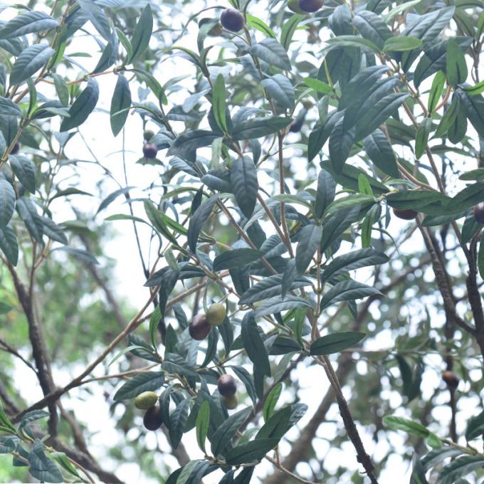 Factory Priced Large Artificial Olive Tree Huge Ornamental Fiberglass Tree for Indoor Restaurants and Shopping Malls Decor 7